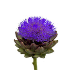 Cynara - Holland