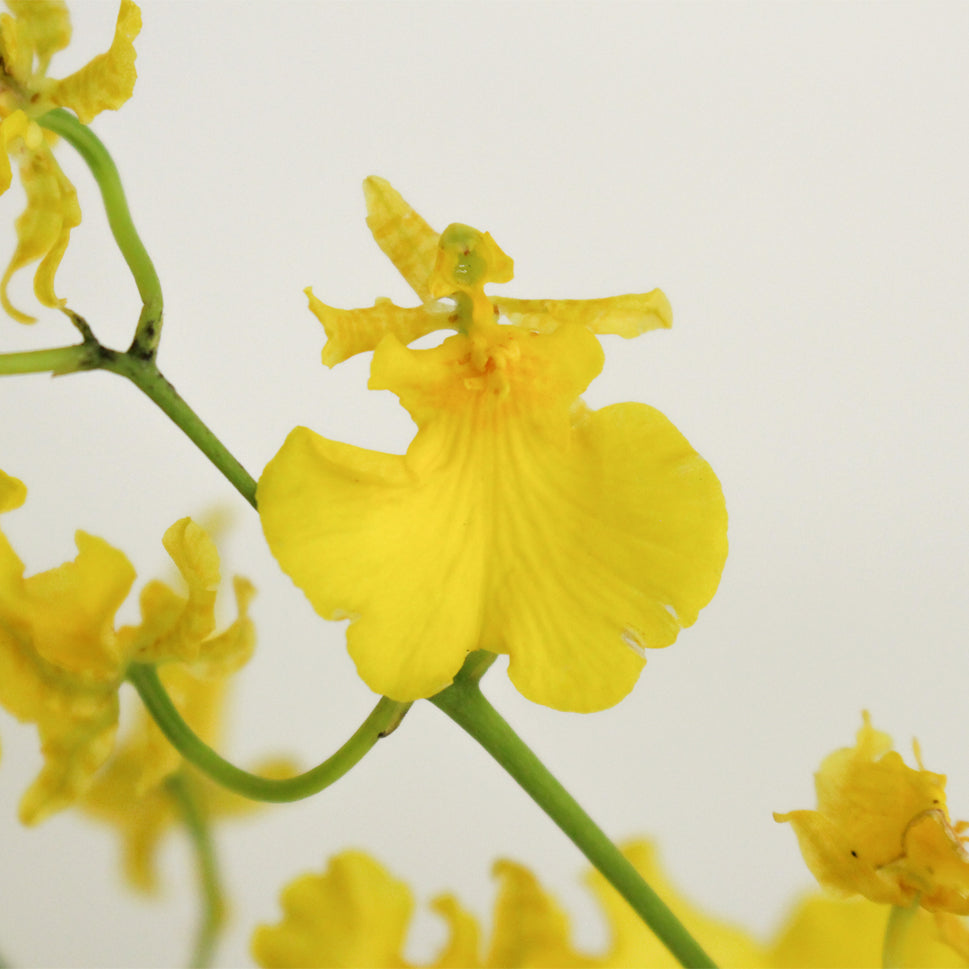 Orchid Oncidium Golden Ramsey - Taiwan