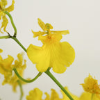 Orchid Oncidium Golden Ramsey - Taiwan