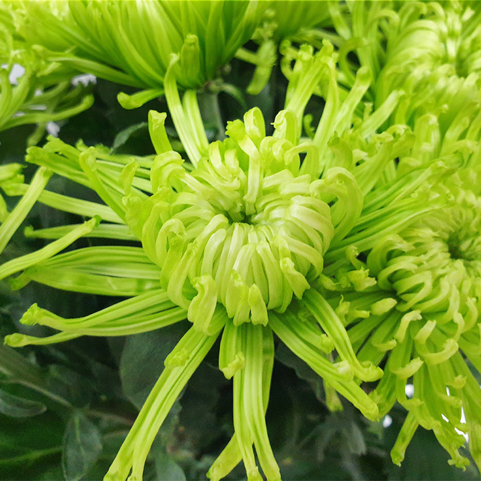 Chrysanthemum Thomas Green - Malaysia