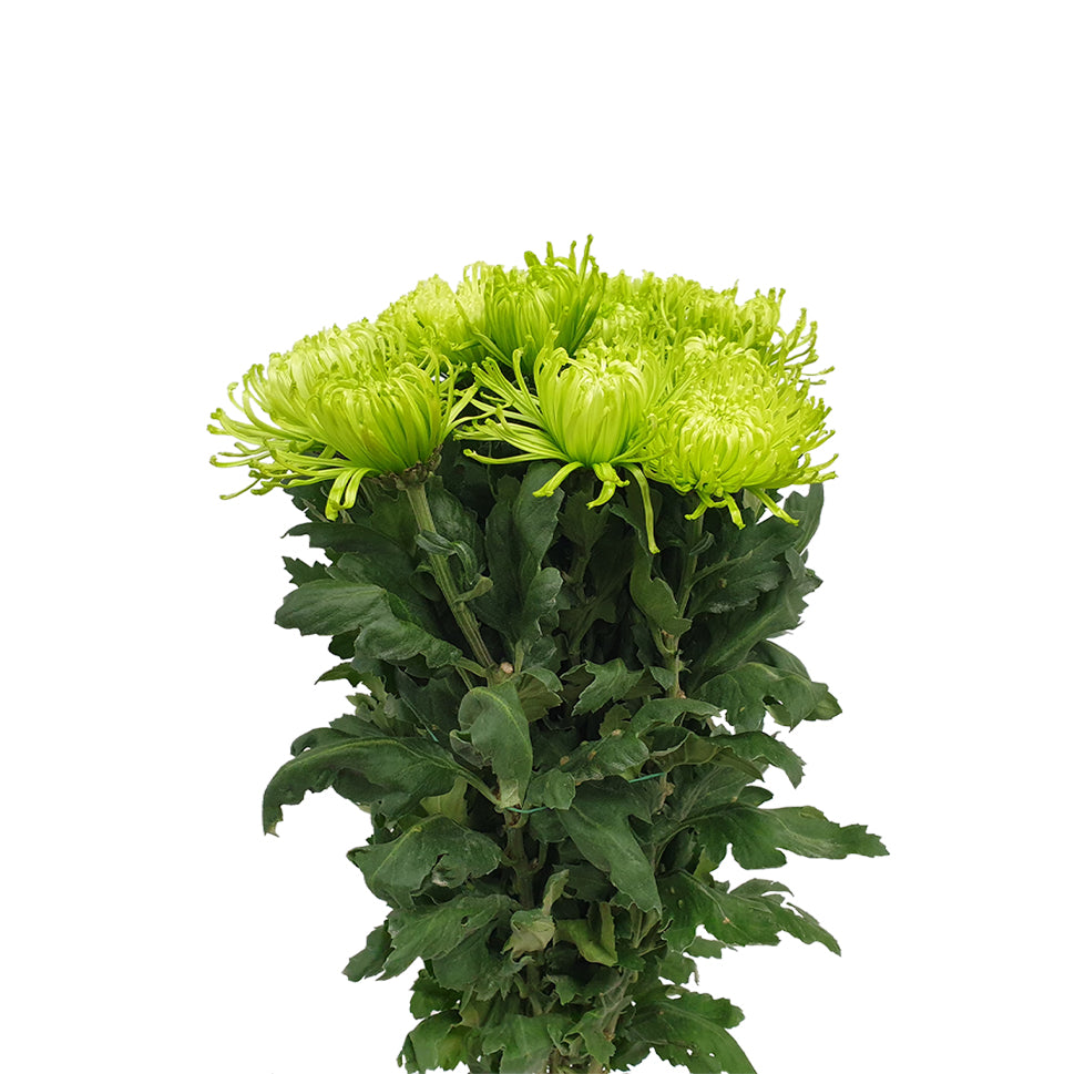 Chrysanthemum Thomas Green - Malaysia