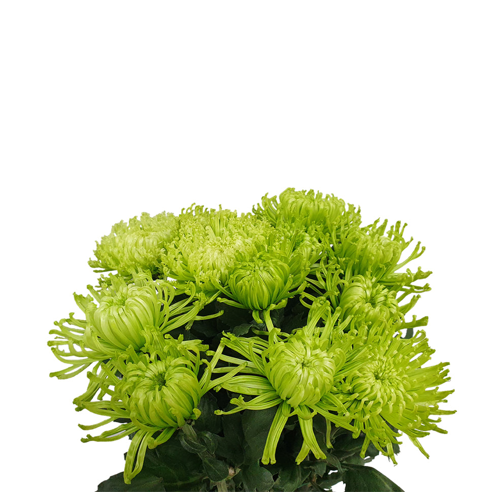 Chrysanthemum Thomas Green - Malaysia