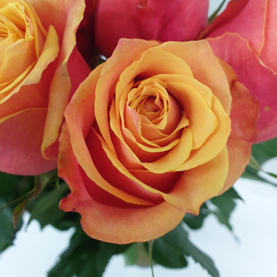 Rose - Ecuador