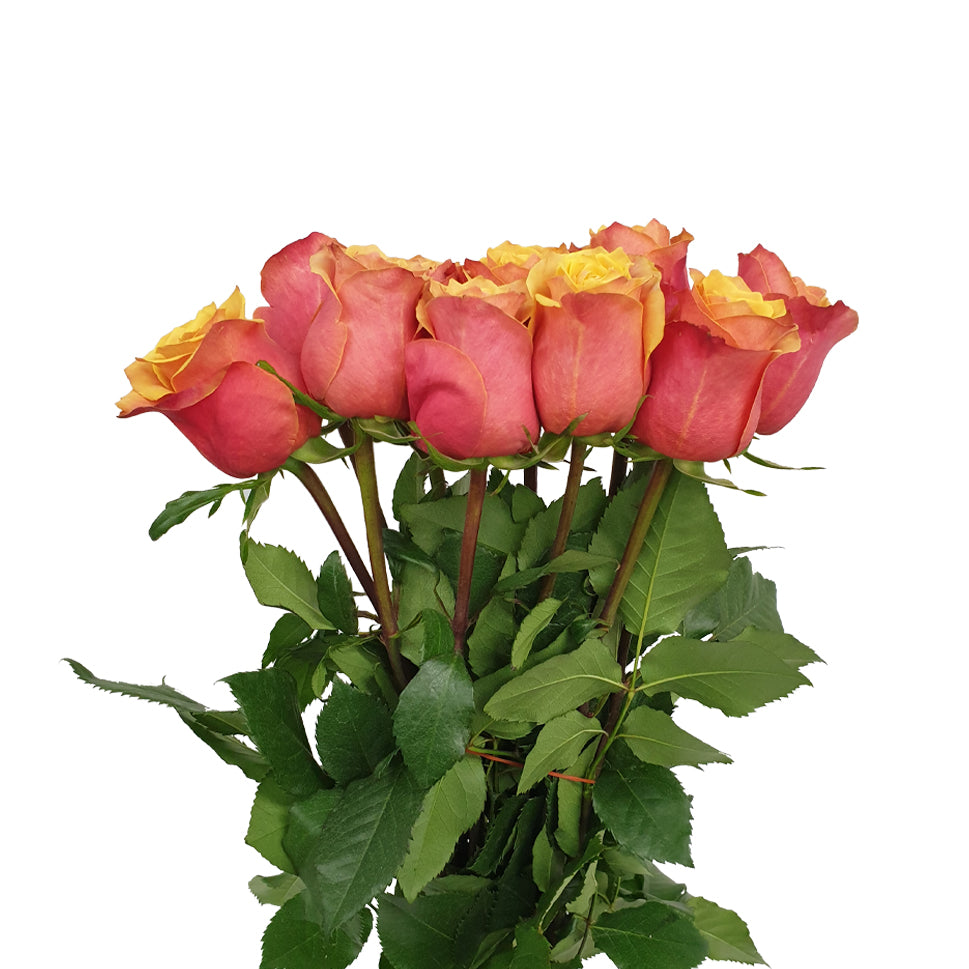Rose - Ecuador