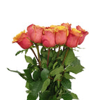 Rose - Ecuador