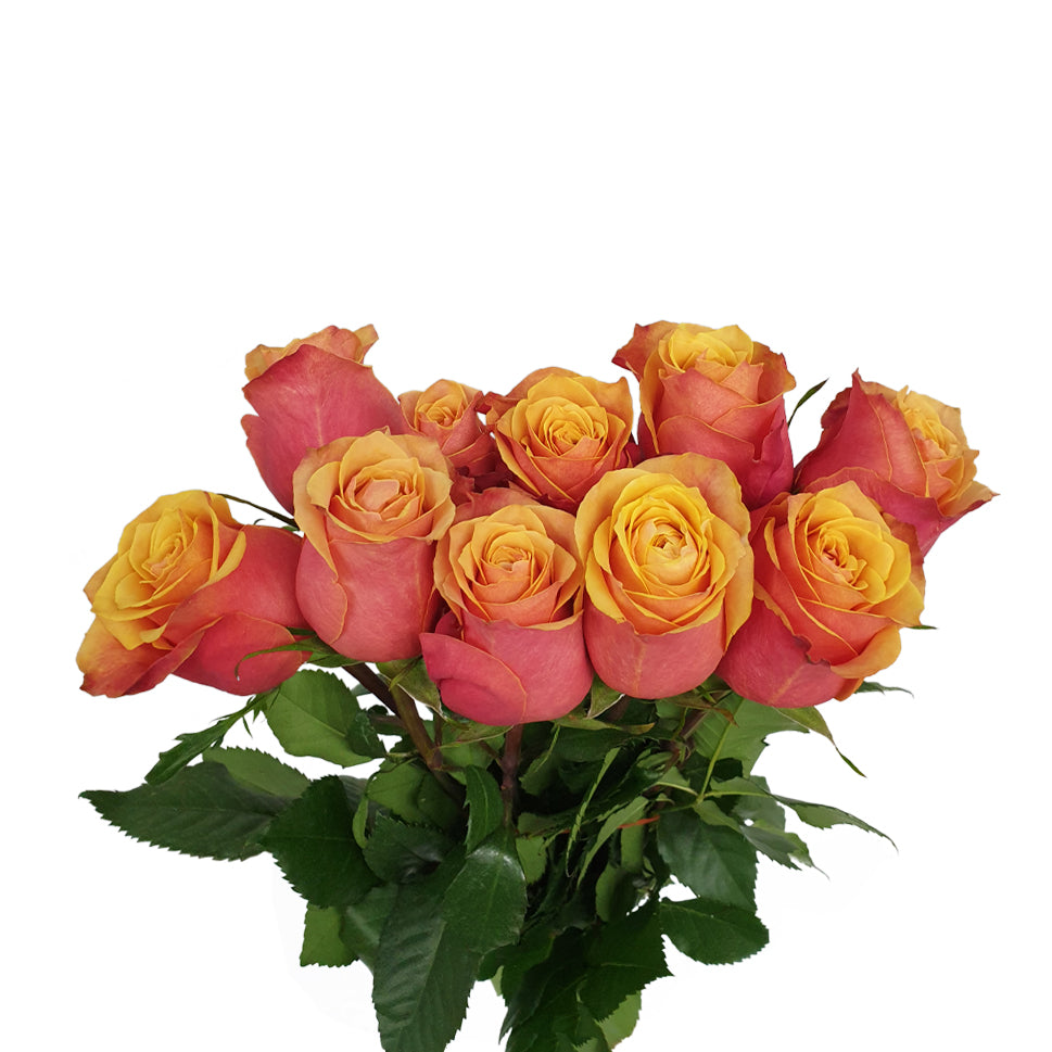 Rose - Ecuador