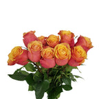 Rose - Ecuador