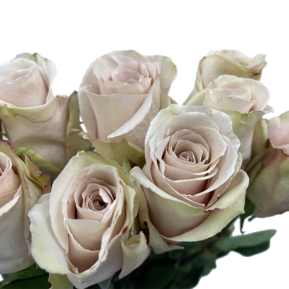 Rose - Ecuador