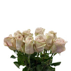 Rose - Ecuador