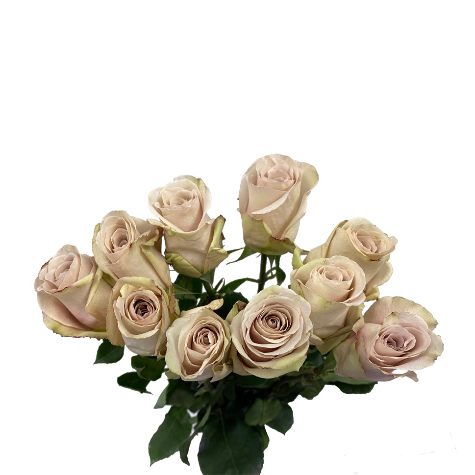 Rose - Ecuador