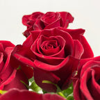 Rose - Ecuador