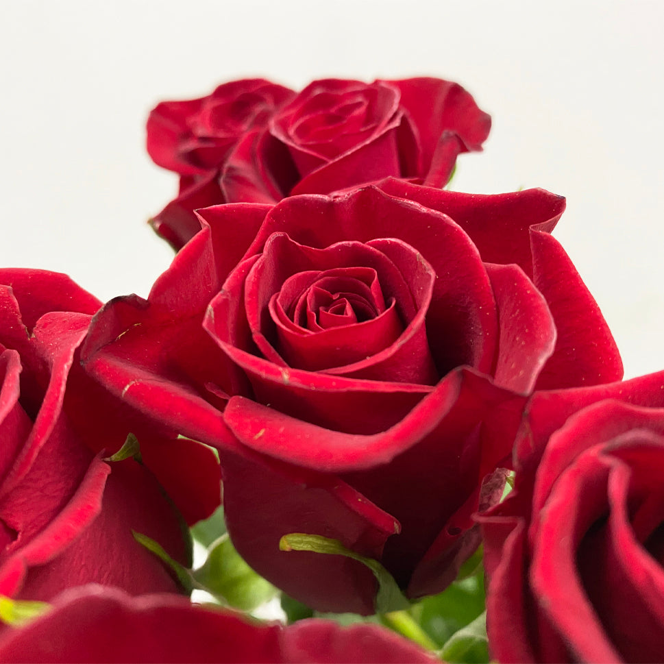 Rose - Ecuador