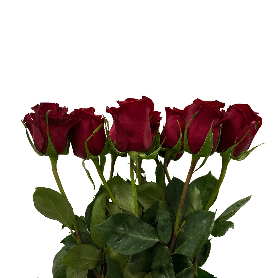 Rose - Ecuador