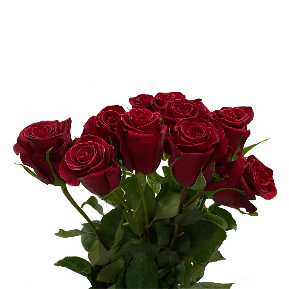 Rose - Ecuador