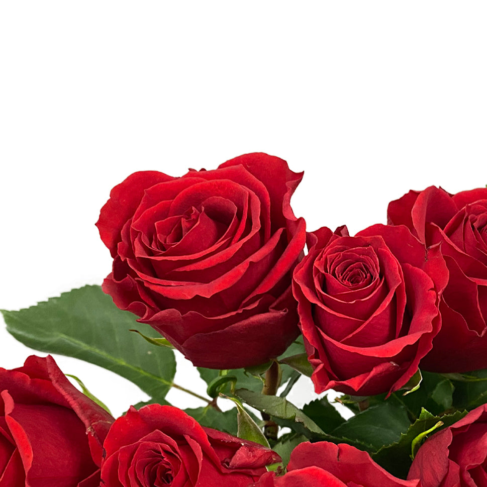 Rose - Ecuador