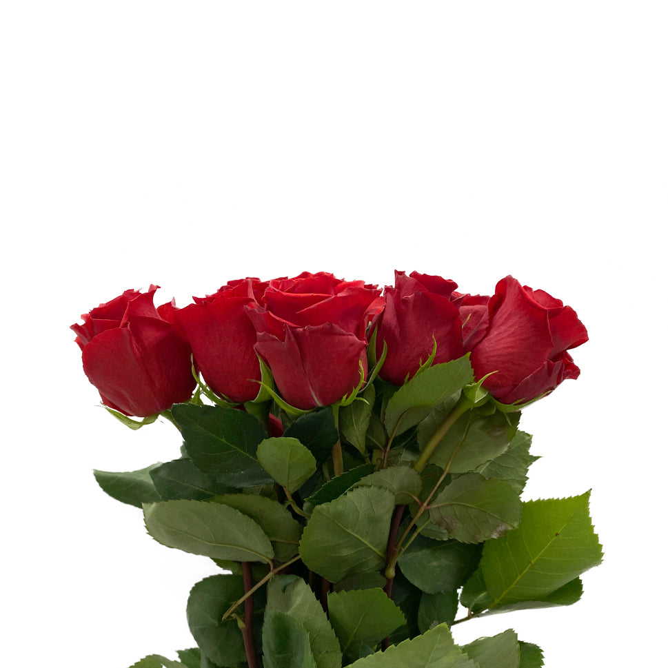 Rose - Ecuador