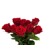 Rose - Ecuador