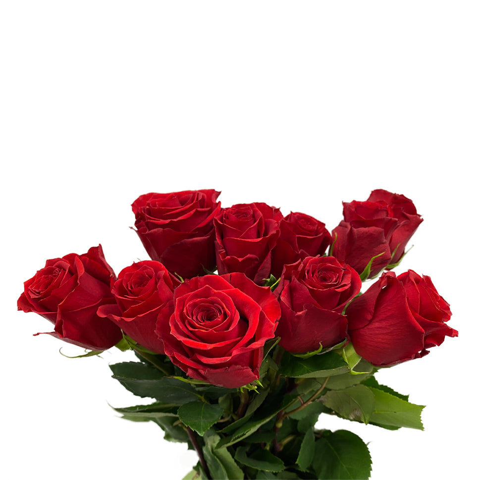 Rose - Ecuador