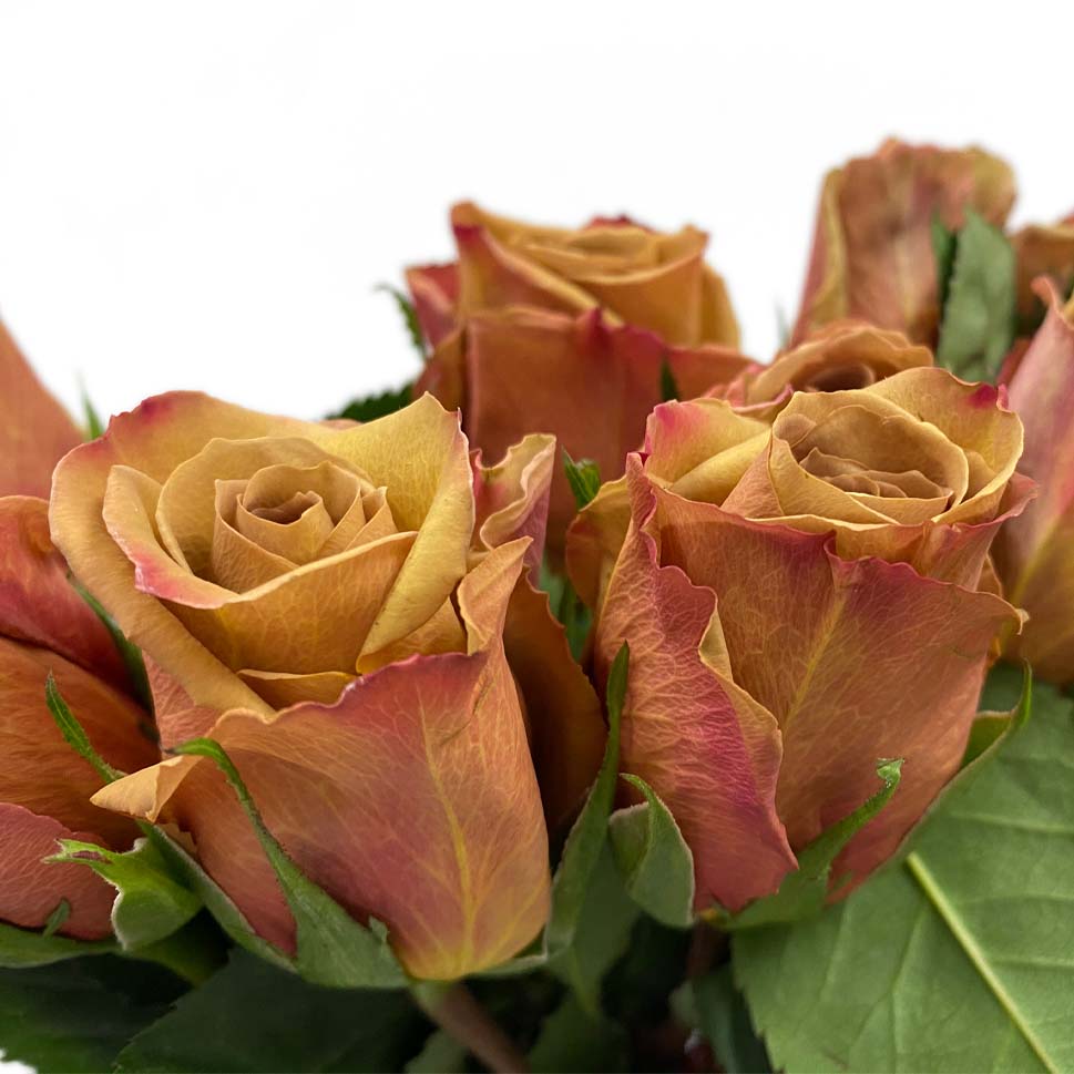 Rose - Ecuador