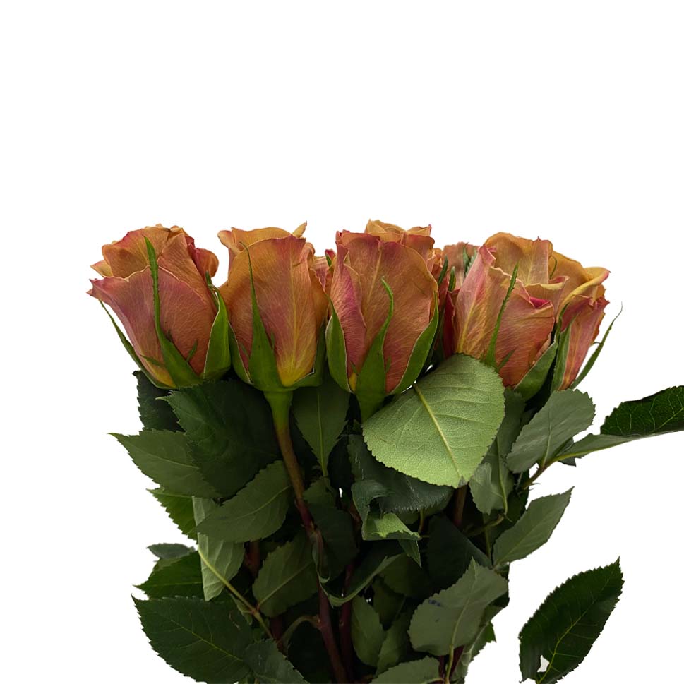 Rose - Ecuador