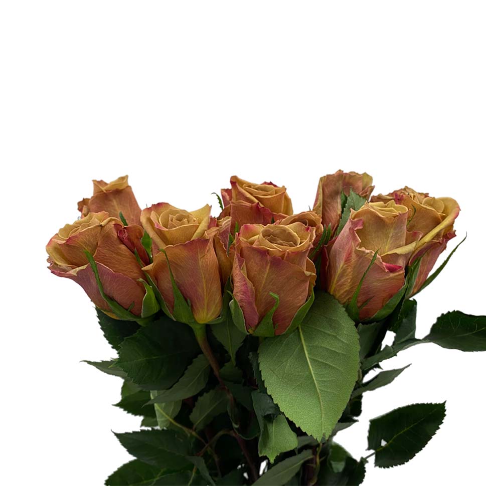 Rose - Ecuador