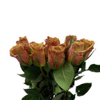 Rose - Ecuador