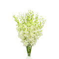 Orchid Dendrobium White - Malaysia