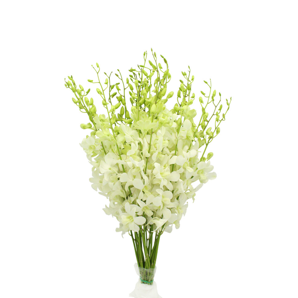 Orchid Dendrobium White - Malaysia