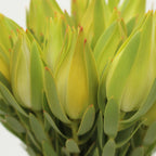 Leucadendron - South Africa