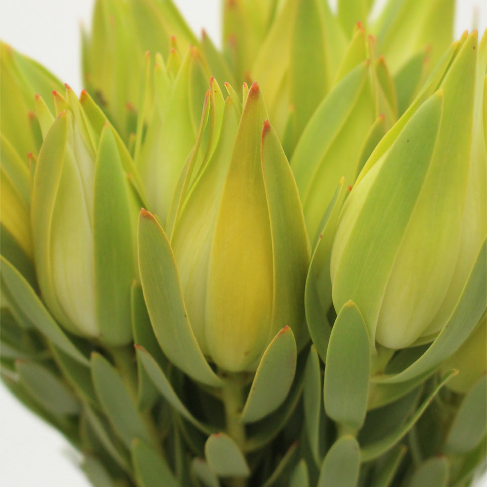 Leucadendron - South Africa