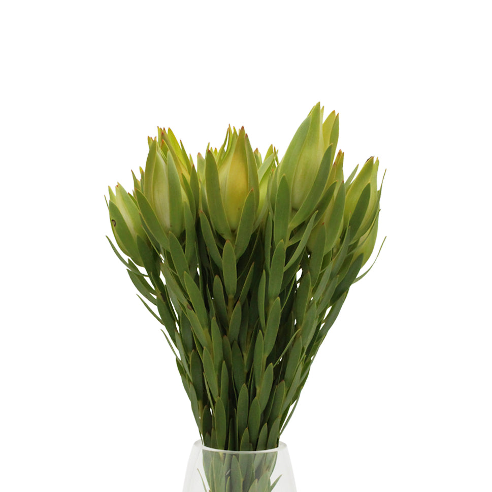 Leucadendron - South Africa