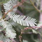 Mimosa Baleyana - Italy