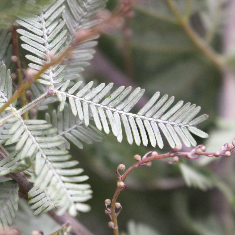 Mimosa Baleyana - Italy