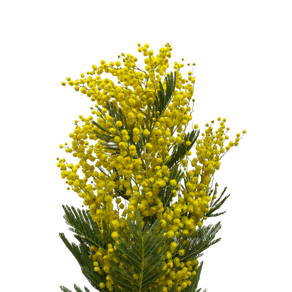 Mimosa Baleyana - Italy