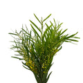 Mimosa Floribunda (with leaves) - Italy