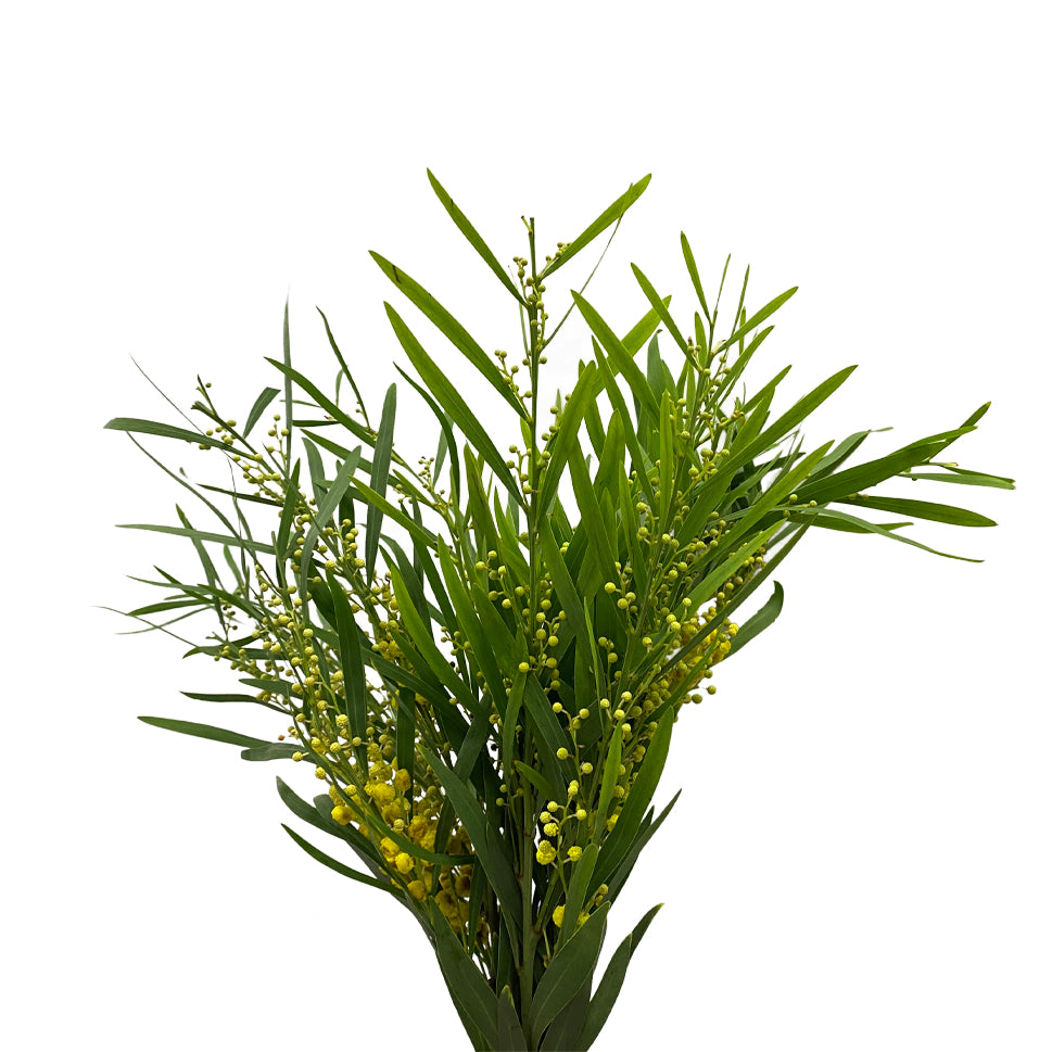 Mimosa Floribunda (with leaves) - Italy