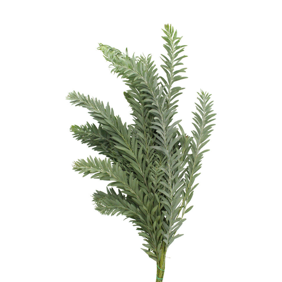 Mimosa Silver Moon - Italy