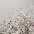 Smoke Bush White - Australia