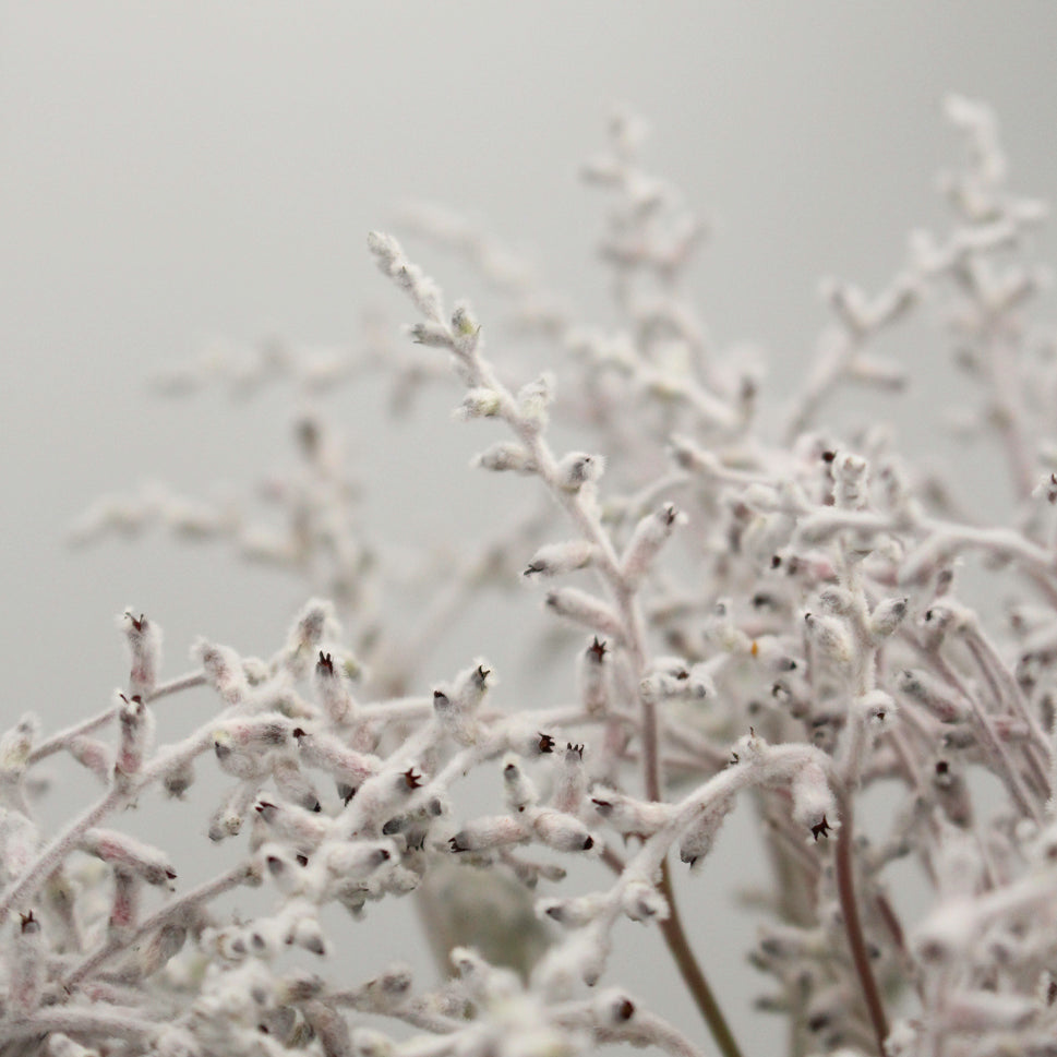 Smoke Bush White - Australia
