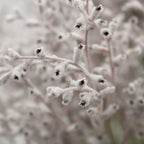 Smoke Bush White - Australia