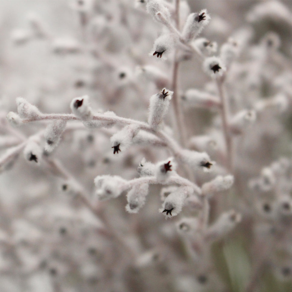 Smoke Bush White - Australia