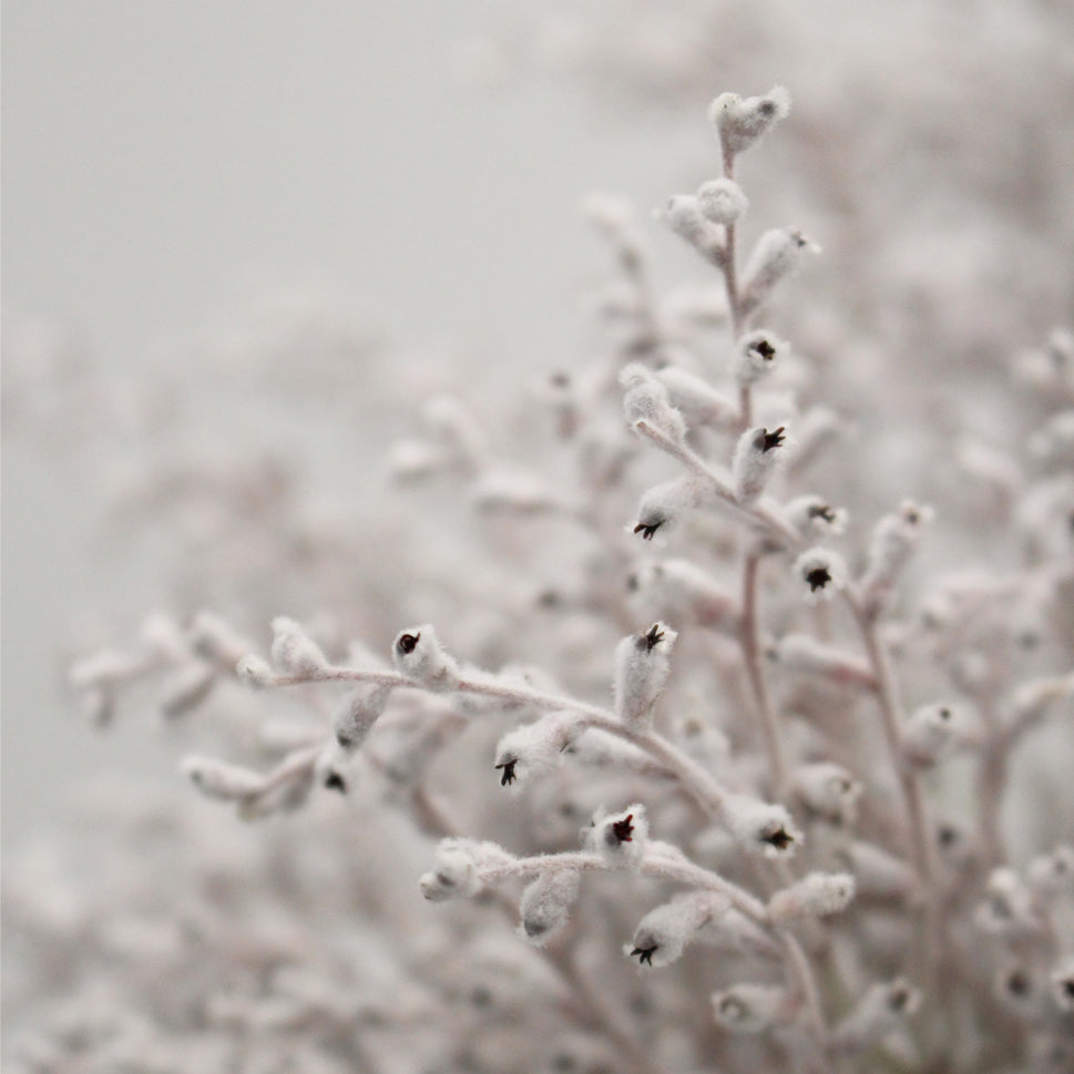 Smoke Bush White - Australia