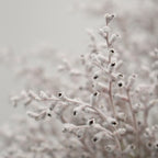 Smoke Bush White - Australia