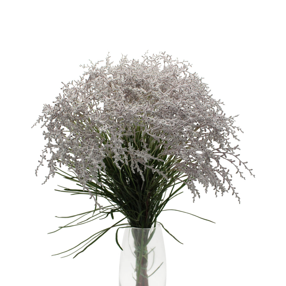 Smoke Bush White - Australia