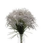 Smoke Bush White - Australia