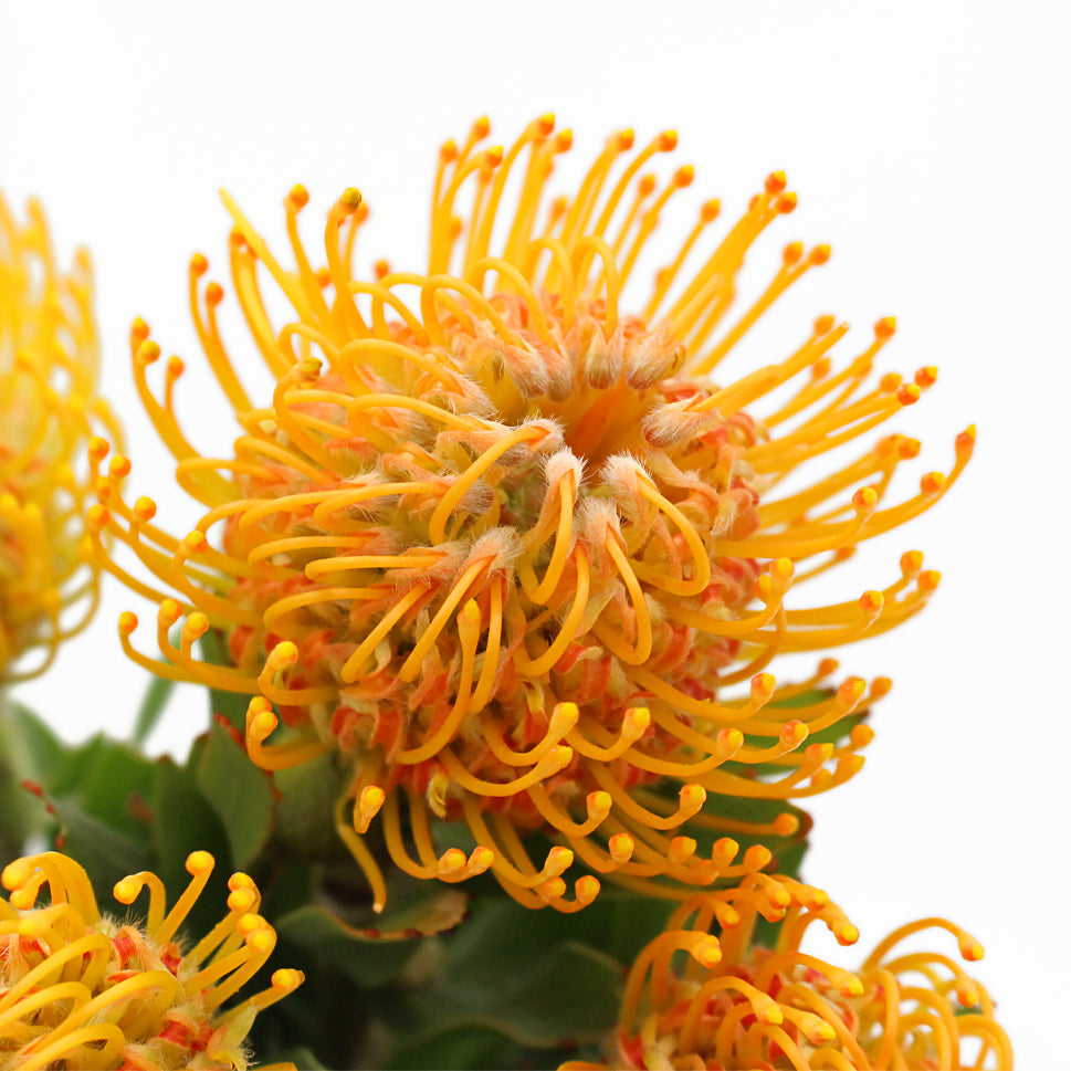 Leucospermum - South Africa