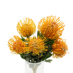 Leucospermum - South Africa