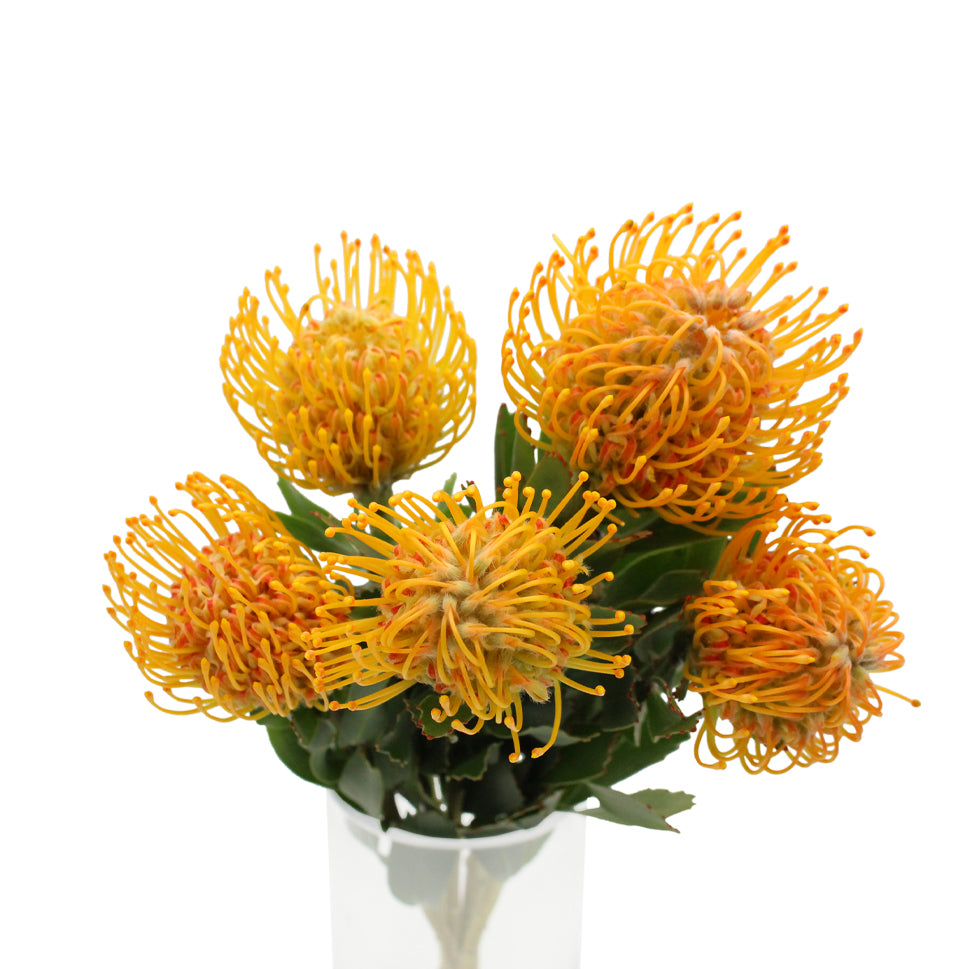 Leucospermum - South Africa
