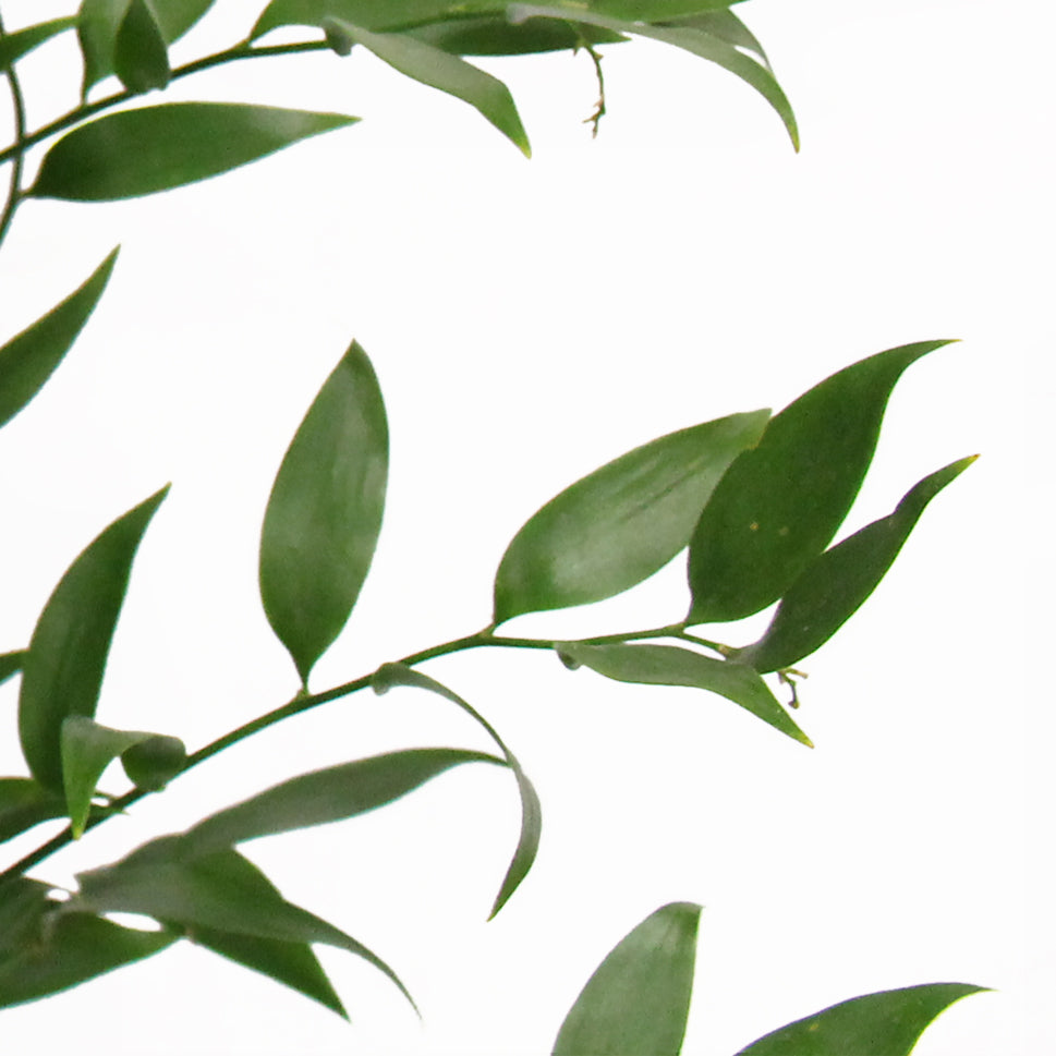 Ruscus Leaves - Italy