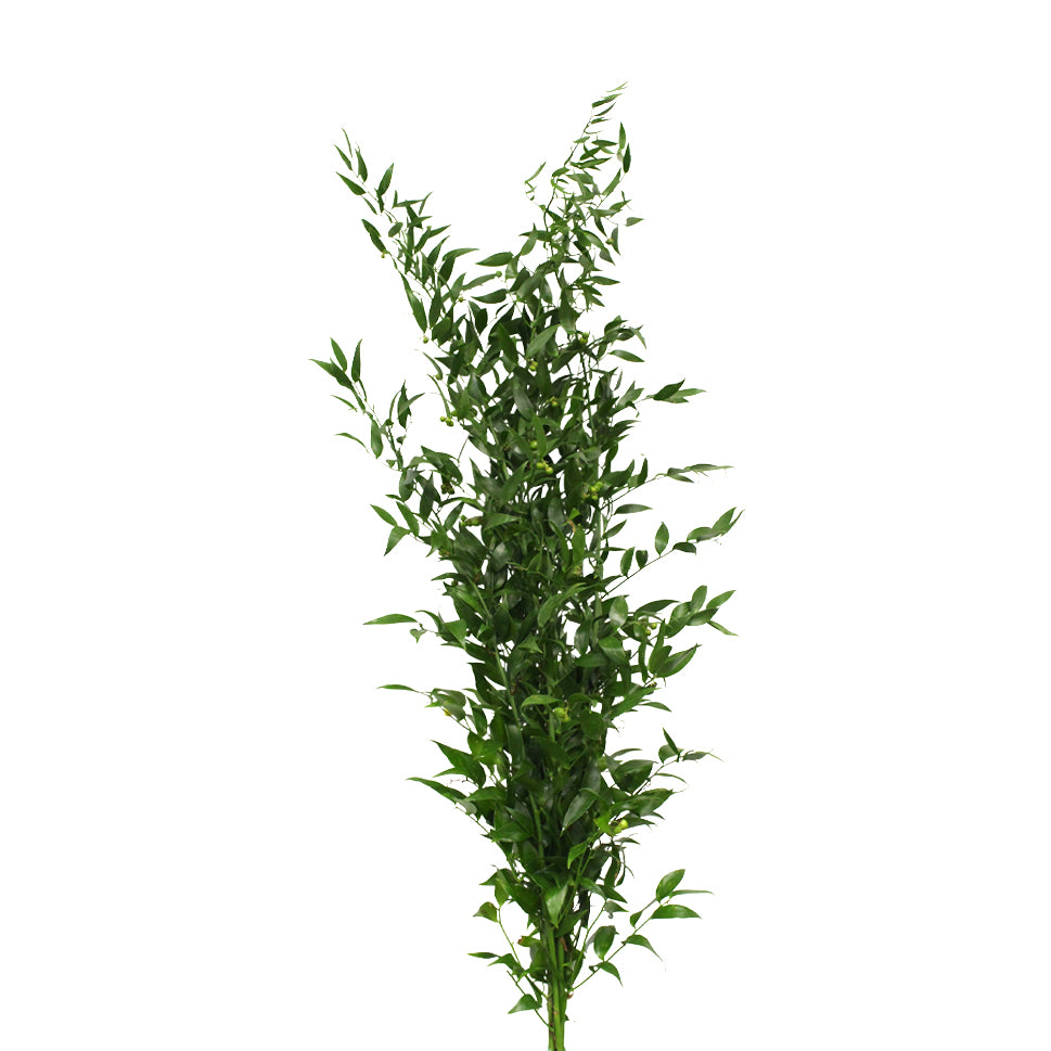 Ruscus Leaves - Italy